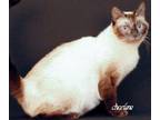 Adopt Avril a Cream or Ivory (Mostly) Domestic Shorthair (short coat) cat in