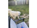 Adopt Rosie a White Great Pyrenees / Mixed dog in Jacksonville, AR (35041786)