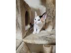 Adopt Duck a Calico or Dilute Calico Domestic Shorthair / Mixed cat in Candler