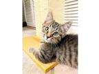 Adopt Halpert a Brown Tabby Domestic Shorthair / Mixed cat in Candler
