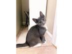 Adopt Schrute a Gray or Blue (Mostly) Domestic Shorthair / Mixed cat in Candler