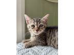 Adopt Harry a Brown Tabby Domestic Shorthair / Mixed cat in Candler