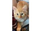 Adopt Stubbs a Orange or Red (Mostly) Manx / Mixed cat in Candler, NC (35058723)