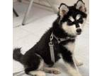 Adopt 598 a Black Alaskan Malamute / Husky / Mixed dog in Aurora, CO (35058519)