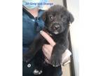 Adopt Pup 4 - Jen a Husky / German Shepherd Dog / Mixed dog in Port Alberni