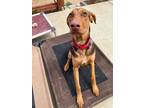 Adopt Kitana a Red/Golden/Orange/Chestnut Doberman Pinscher / Pit Bull Terrier /