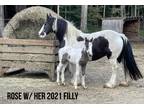 Pregnant Gypsy Mare due in September