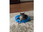Adopt Rocky a Gray, Blue or Silver Tabby American Shorthair / Mixed (short coat)
