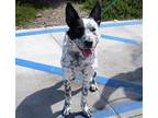 Adopt OREO a White Australian Cattle Dog / Mixed dog in Tustin, CA (35055894)