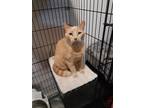 Adopt Garfield a Orange or Red (Mostly) American Shorthair / Mixed (short coat)
