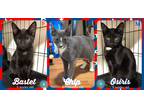 Adopt 3 Muskateers a Black (Mostly) Domestic Shorthair (short coat) cat in
