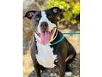 Adopt Sadie a Pit Bull Terrier / Labrador Retriever / Mixed dog in Monterey