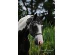 Adopt Audi a Quarterhorse / Mixed horse in Quakertown, PA (35054192)