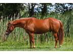 Adopt Gizmo a Quarterhorse / Mixed horse in Quakertown, PA (35052624)