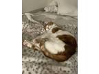 Adopt Butters a White (Mostly) Domestic Shorthair / Mixed (medium coat) cat in