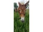 Adopt Ruth A Paint Donkey/Mule/Burro/Hinny Horse In Minot, ND (35052120)