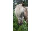 Adopt Farrah A Roan Pony - Other Horse In Minot, ND (35052045)