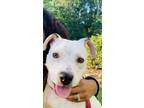 Adopt Cali a White Bull Terrier / Mixed dog in Milford, DE (35052457)
