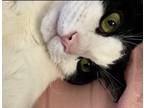 Adopt Robin A Black & White Or Tuxedo Japanese Bobtail / Mixed (medium Coat) Cat