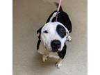 Adopt Montana a Black Bull Terrier / Mixed dog in Columbus, GA (35052343)