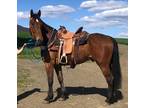 Trail horse for LEASE