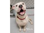 Adopt SNOW WHITE a Pit Bull Terrier, Mixed Breed