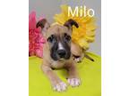 Adopt MILO a Boxer, Mixed Breed