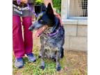Adopt YOGI a Australian Cattle Dog / Blue Heeler, Mixed Breed