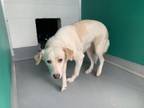 Adopt A224709 a Labrador Retriever, Mixed Breed
