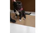 Adopt Michelin a American Staffordshire Terrier