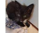 Adopt Marcy 22804 a Domestic Short Hair