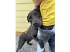 Adopt Dillweed a American Staffordshire Terrier