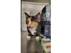 Adopt Noodle a Domestic Short Hair, Calico