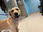 Adopt SQUASH a Labrador Retriever, Boxer