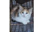 Adopt Poppy a Calico, Maine Coon