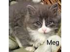 Adopt Meg a Persian