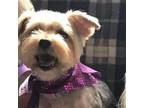 Adopt Molly a Yorkshire Terrier, Mixed Breed