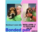 Adopt Buckeye and Willow Bonded pair a Mixed Breed