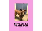 Adopt Skylar a Belgian Shepherd / Malinois
