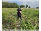 Labrador Retriever PUPPY FOR SALE ADN-414082 - Charcoal Female