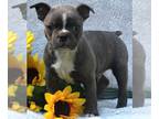 Boston Terrier PUPPY FOR SALE ADN-414017 - AKC Registered Boston Terrier For
