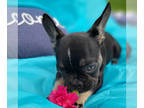 French Bulldog PUPPY FOR SALE ADN-414078 - Adorable Frenchie