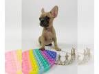 French Bulldog PUPPY FOR SALE ADN-413960 - FOR SALE LILAC FAWN CARRYING CREAM