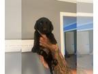 Labrador Retriever PUPPY FOR SALE ADN-413855 - Lab puppy