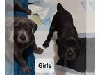 Great Dane PUPPY FOR SALE ADN-413940 - 2 Beautiful Blue Great Dane Puppies