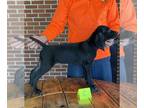 German Shorthaired Pointer PUPPY FOR SALE ADN-414076 - Ohio pups