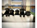 Labrador Retriever PUPPY FOR SALE ADN-413856 - AKC Black Lab Puppies