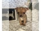 Chihuahua PUPPY FOR SALE ADN-414136 - Chihuahua puppy