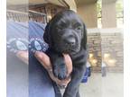 Labrador Retriever PUPPY FOR SALE ADN-413663 - AKC Labrador puppies