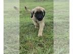 Mastiff PUPPY FOR SALE ADN-414006 - English Mastiff Puppies